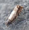 300212 – Photo : Alexandre Van der Yeught – France (83)